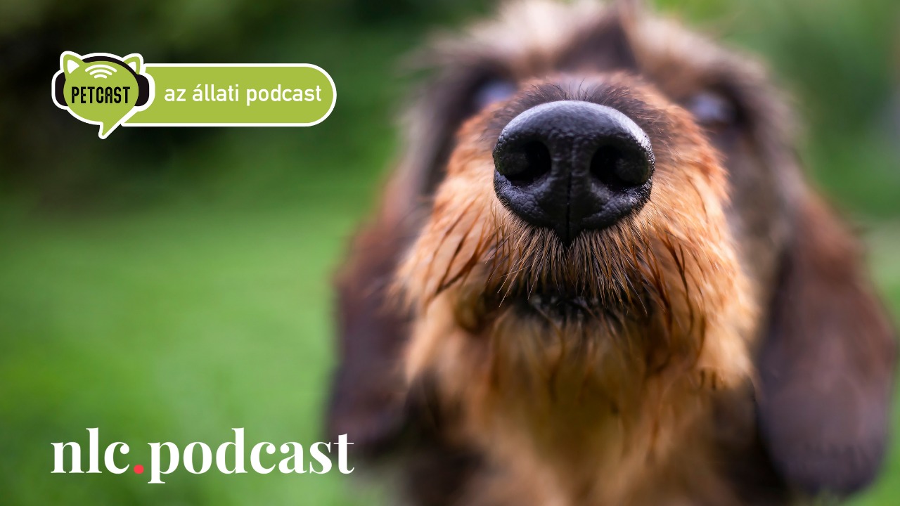 Elindult a Petcast, az állati podcast első nlc.hu-s adása